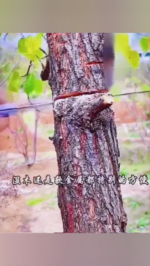 家用小型手持木工锯 现代木工与DIY的快速神器